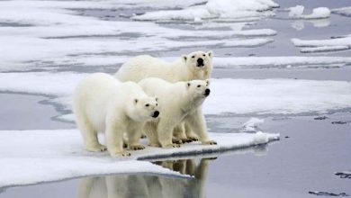 Photo of 北極熊恐在80年內滅絕