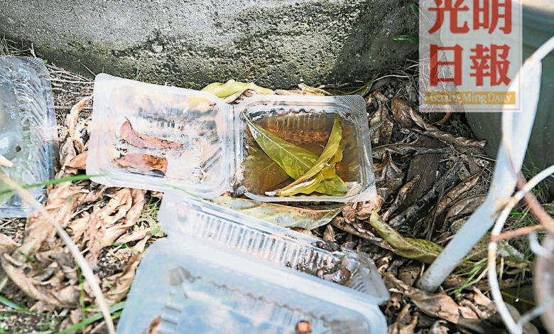 塑料盒內的積水，若不清理，或成為蚊子滋生的溫床。