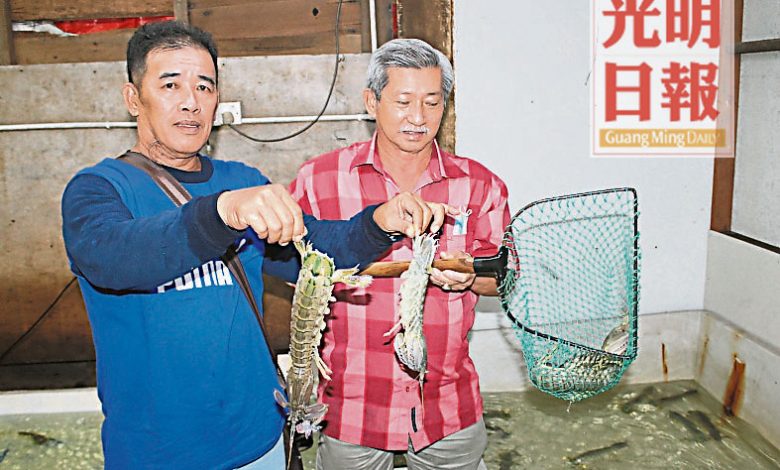 陳美良（左起）和馬良才展示大蝦蛄，指隨著新冠肺炎疫情改善，大蝦蛄價格逐漸回升。