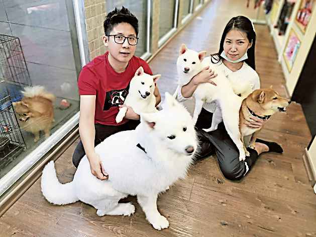 3隻從台灣進口柴犬Max、Kobe、Maya是“鎮店之寶”，每天下午4點至6點會下樓“見客”，郭擇慶和楊詩雲夫妻也會帶着家中的白色薩摩耶愛犬一起來上班。