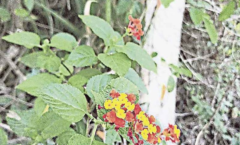 經過人工栽種多年，馬纓丹已有多個變種，這品種的花呈黃色及橙紅色，與最常見的黃色及紫色不同。