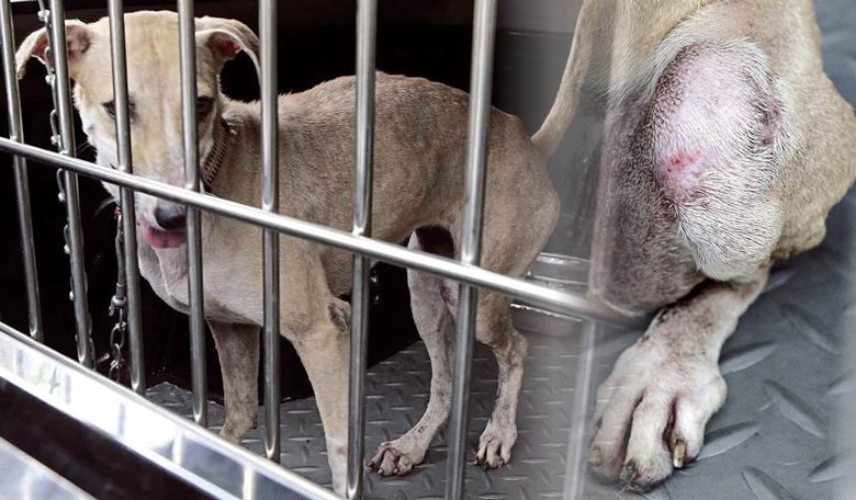 獸醫局官員載送遭阿米爾殘忍傷害的狗兒抵達吉隆坡大使路法庭時，可以見到其左後腿有受傷的痕跡。
