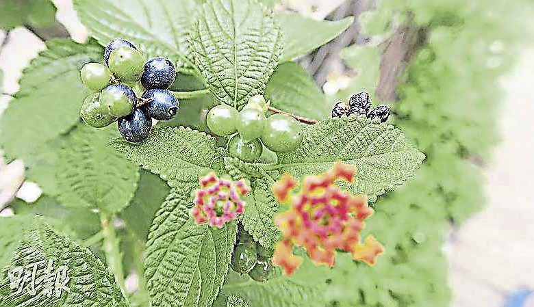 馬纓丹的果實，未熟時為青綠色，成熟時轉為黑紫色，果汁含有毒液，不應胡亂觸碰或進食。