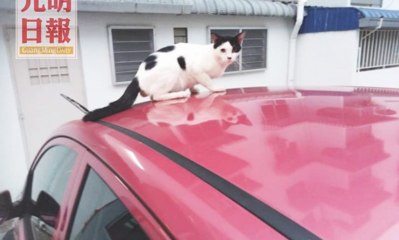 飽受鼠患困擾的惹蘭丁雅居民，也面對流浪貓過剩破壞車輛問題。
