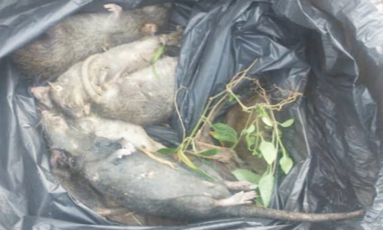 市政廳年半前在當地3座組屋捕殺80多隻肥大的老鼠。