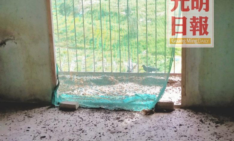 不少“漏網之鴿”通過15樓陽台防蚊網的破洞隨意進出單位，地上佈滿密密麻麻的鳥糞。
