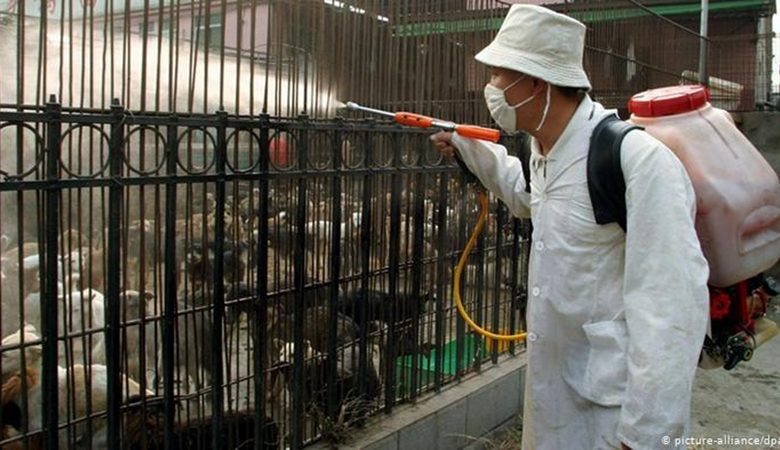 廣州一個市場上,一名工人向野生動物籠子里噴灑消毒劑。