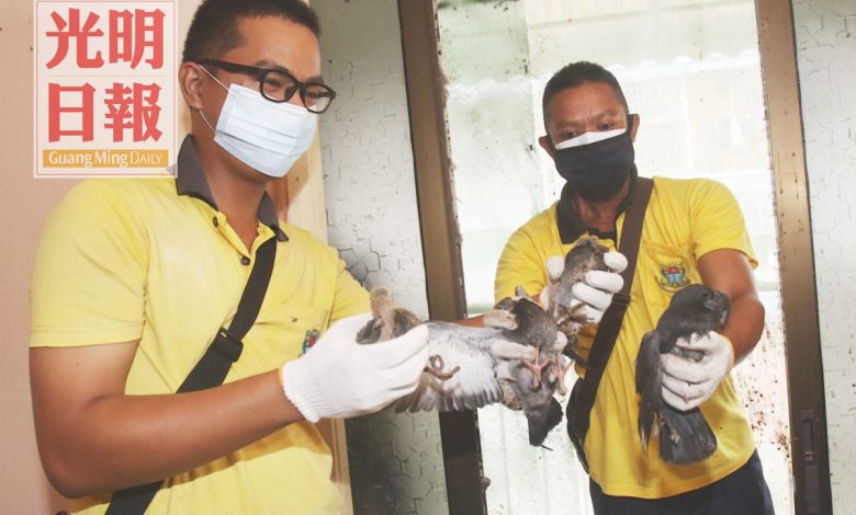 檳島市政廳工作人員清理該鴿子屋。
