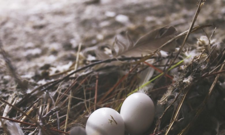 被空置多年的單位引來鴿子築巢並在該處生蛋。

