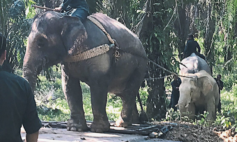 走在前頭的阿博拖著野象行走，它與蘭百已經參與過無數次的馴化野象工作，今日任務對它們來說駕輕就熟。