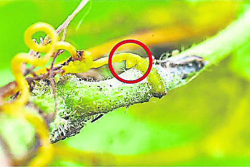 尖銳吸器：菟絲子一旦接觸到薇甘菊的枝莖，便會長出吸器鑽入其中。圖中尖狀部分（紅圈示）便是菟絲子的吸器。