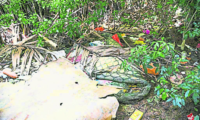 住家不再使用的垃圾及床墊，也丟在叢林旁。