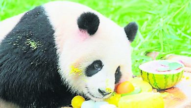 Photo of 上海熊貓七七迎2歲生日