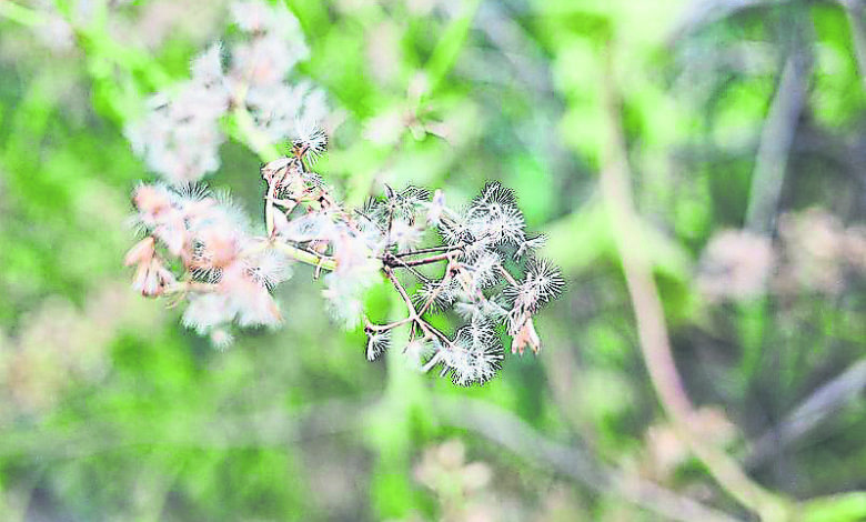 種子如降傘：薇甘菊的種子長有冠毛，猶如降落傘般，易於隨風散播。