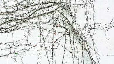 Photo of 【這裡那裡】日常的破片