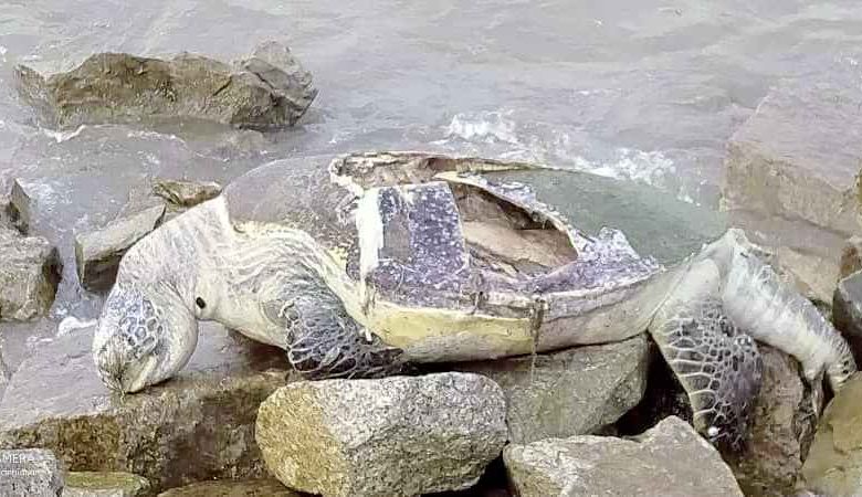 綠蠵龜的龜殼嚴重裂開，不排除是漁船引起風扇而傷及。