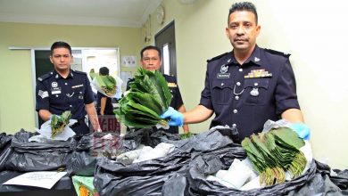 Photo of 住家後方種哥冬樹 泰裔雜貨商被捕