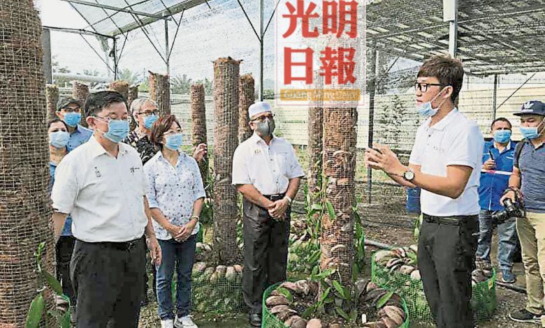 陳坤福（右起）向曹觀友及嘉賓們講解精明种植香草蘭的方法。