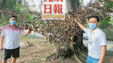 Photo of 爪夷松花園老樹遭下毒 居民群組貼文譴責