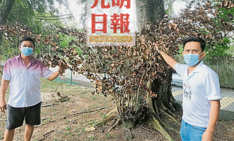 朱建豐（左一）帶吳俊益（右一）查看老樹被破壞的程度。