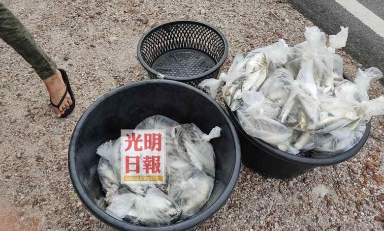 哈斯麗娜和網民派發100公斤甘望魚給甘榜居民。