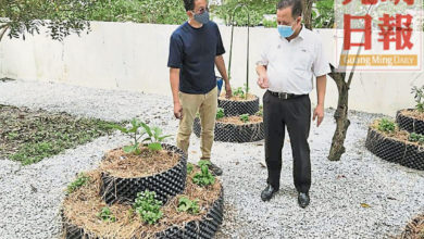 Photo of 城市農業先驅 峇都茅服務中心有菜園