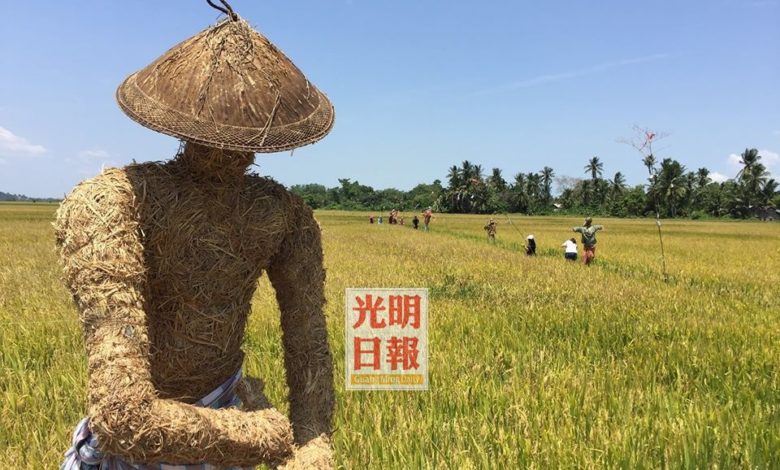 佇立在稻田里的稻草人，還有田埂上奔跑的孩童，這就是鄉村獨有美好的風光。