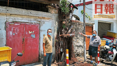 Photo of 魏子森：市廳砍樹被轟留手尾 牆上植物屬業主責任