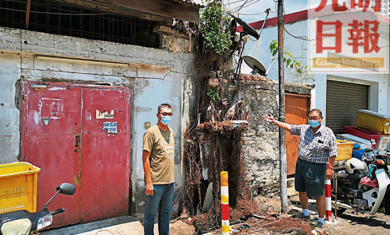吳德瑞（右）指市政廳砍樹時未一併清除外牆上的根莖。左為林瑞木。