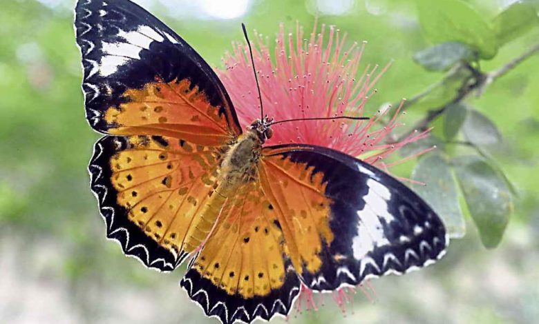 在“蟲鳴大地”處處可見蝴蝶美麗的蹤影。