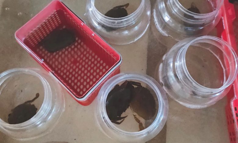 小螃蟹被放在不同瓶罐內，等待3週後換殼時成為軟殼蟹。
