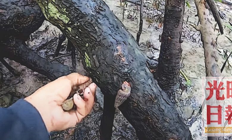 漁民趁大潮時刻,在海邊的紅樹林的樹干上採摘蟹守螺。