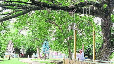 Photo of 百年老樹枝椏危機四伏 公園跑步者步步驚心