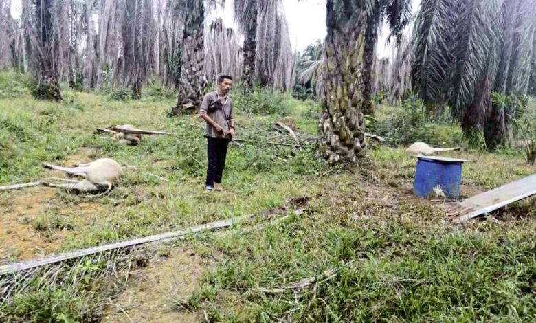牛主在油棕園內發現自己放養的多頭牛已死亡。
