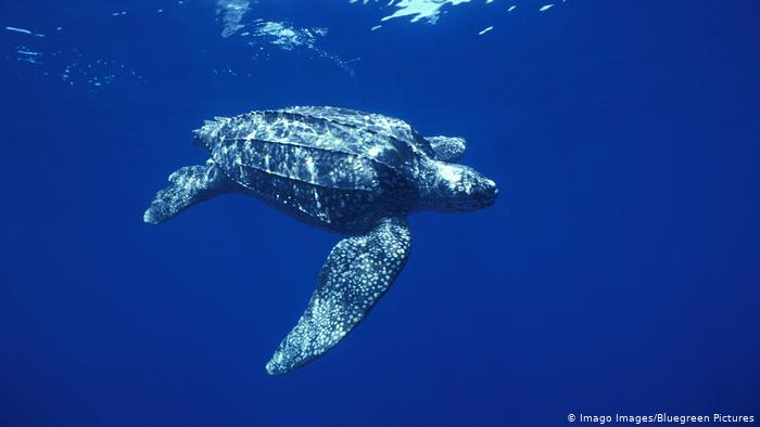 數量銳減的棱皮龜是體型最大的海龜。