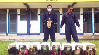 Photo of 走私總值2萬 馬泰邊境救回23名犬