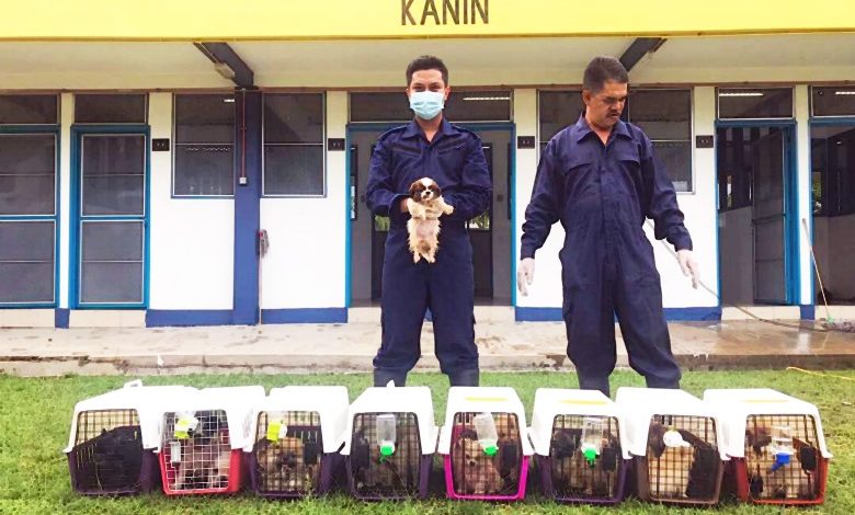 高烏關卡人案件中被救回的狗將由當局決定釋放自由或被拍賣。員成功搗破走私狗狗案，救回23只名種狗。
