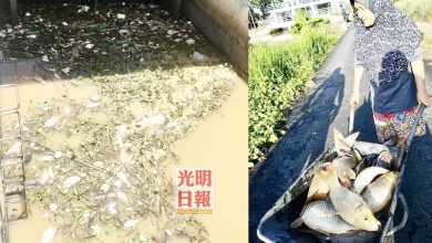 Photo of 淡汶都浪河浮現死魚   民眾受促勿撈取食用