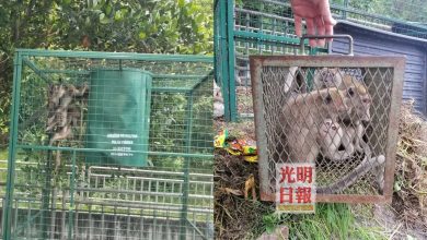 Photo of 毀屋瓦 偷水果 搞破壞  爪夷再也花園猴患難除