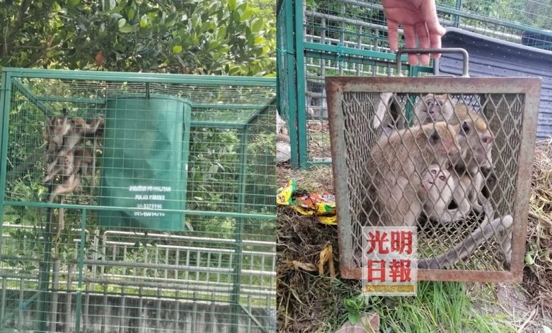 爪夷再也花園居民誘捕野猴，7隻猴子進籠被困。