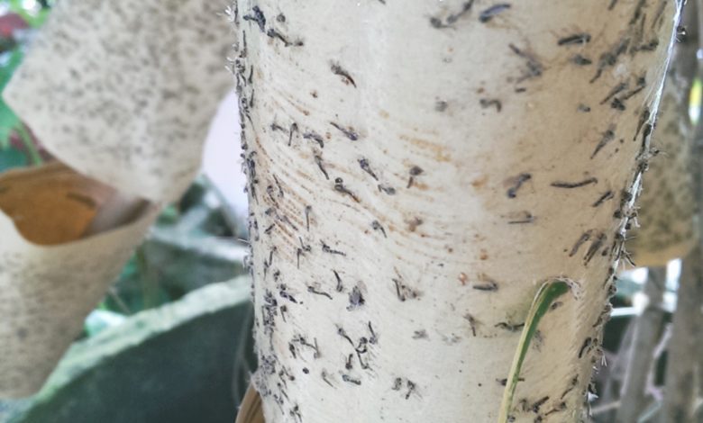 餐飲業者在店內使用蚊貼也無法有效解決蠓蟲帶來的困擾。
