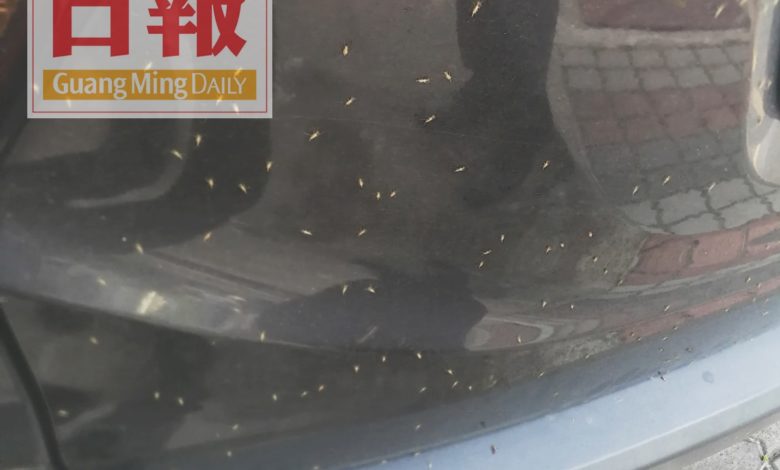 蠓蟲在停泊的汽車上停留。