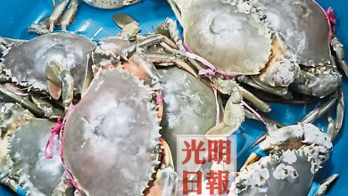 Photo of 螃蟹產量劇減 峇登及十八丁業者叫苦