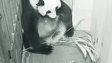 Photo of 旅美熊貓美香幼崽健康