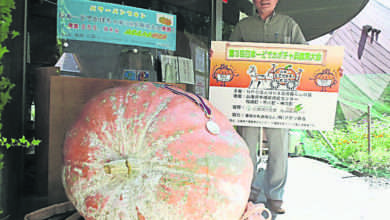 Photo of 日巨型南瓜255公斤奪冠