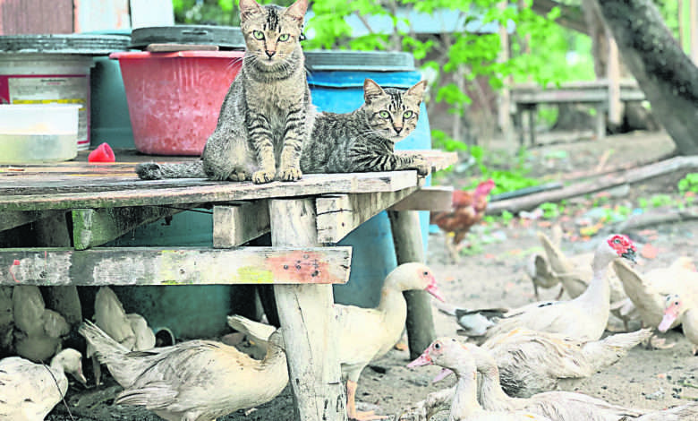 泰国乡村的猫。（叶孝忠摄）