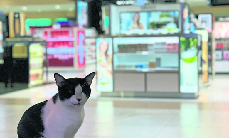 热带的猫也喜欢跑到购物中心内吹冷气。（叶孝忠摄）