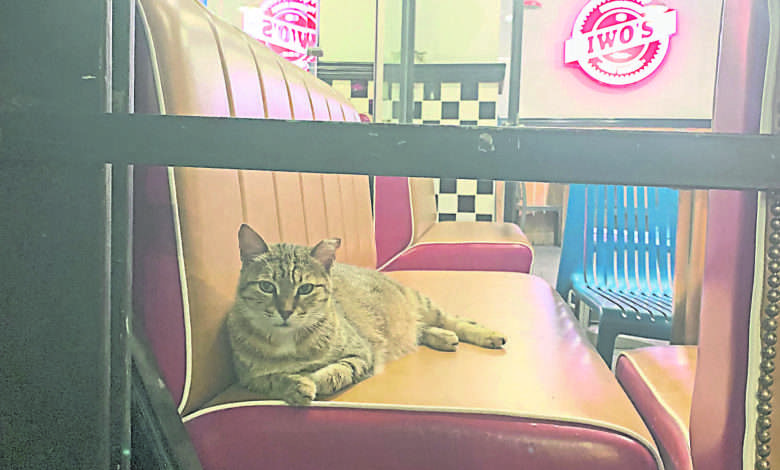 快餐店里不用消费也能坐久久的猫。（叶孝忠摄）