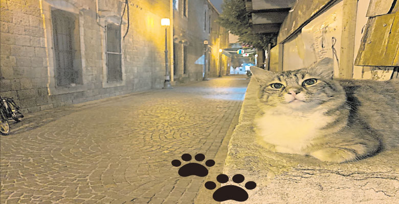 耶路撒冷古城的猫。（叶孝忠摄）