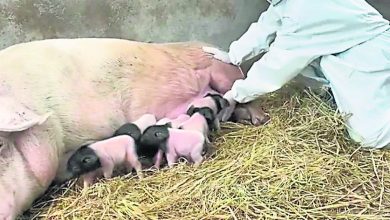 Photo of 7隻複製純種金華豬出生